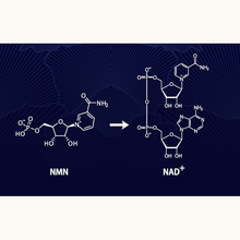 Load image into Gallery viewer, NMN renage GOLD 12000 Infinity Power 120capsules 30days