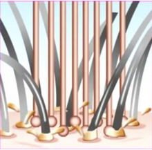Load image into Gallery viewer, S-Heart-S Scalp Brush Pink Gold World Model Short type
