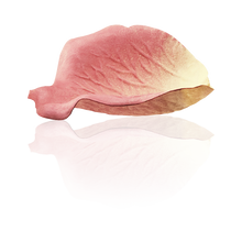 Load image into Gallery viewer, LADURÉE FACE COLOR ROSE LADURÉE POT | Refill