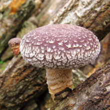 Load image into Gallery viewer, KOBAYASHI Pharmaceutical Lentinula edodes mycelium 30packs 10-30days