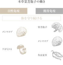 Load image into Gallery viewer, we lab (AFC) Herbal Reishi Spores Powder 60packs 60days

