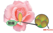 Load image into Gallery viewer, CHIECO (GINZA TOMATO) Rose Placenta® Jewel
